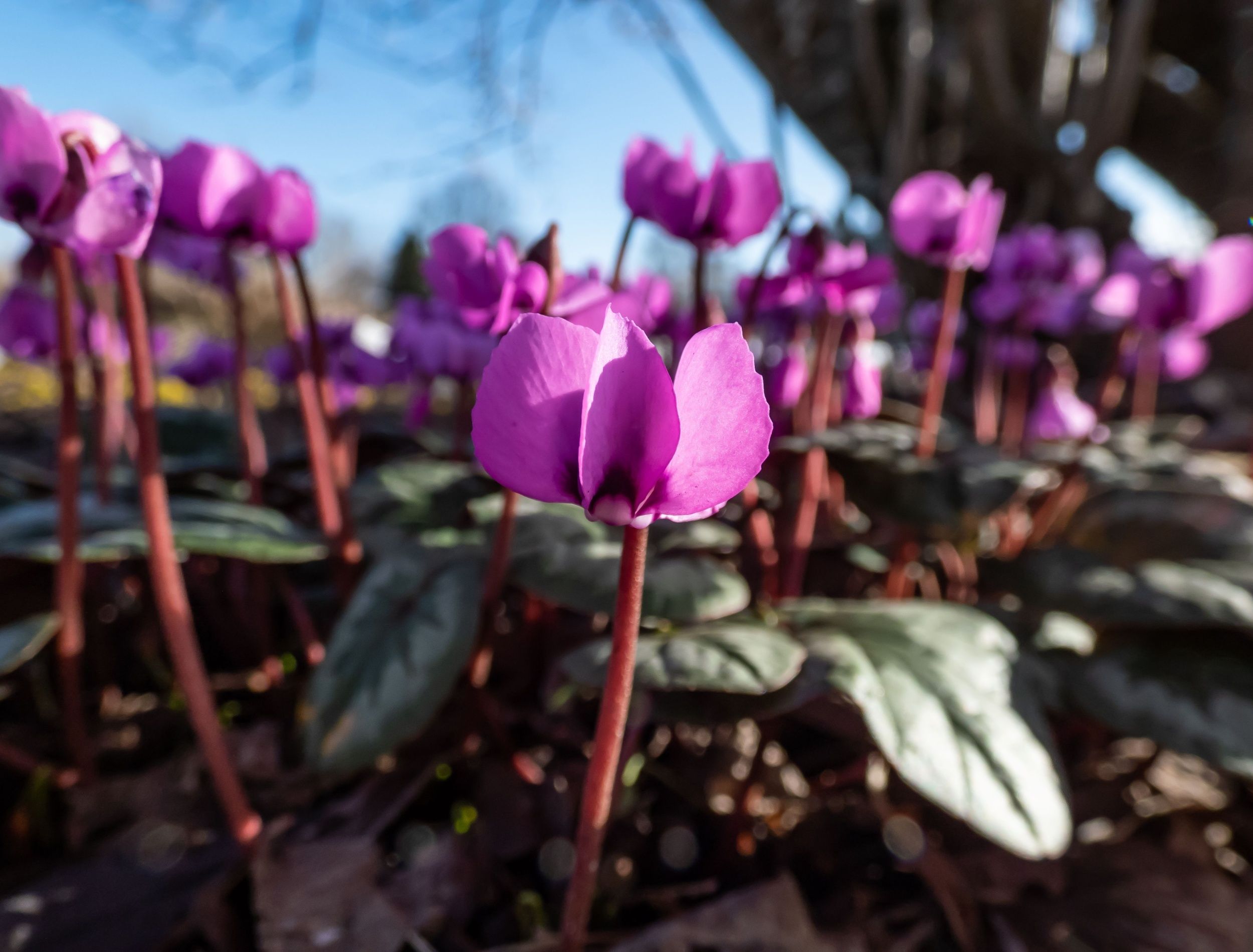 Brighten Your Winter Garden Creative Landscaping Ideas for Cold Months