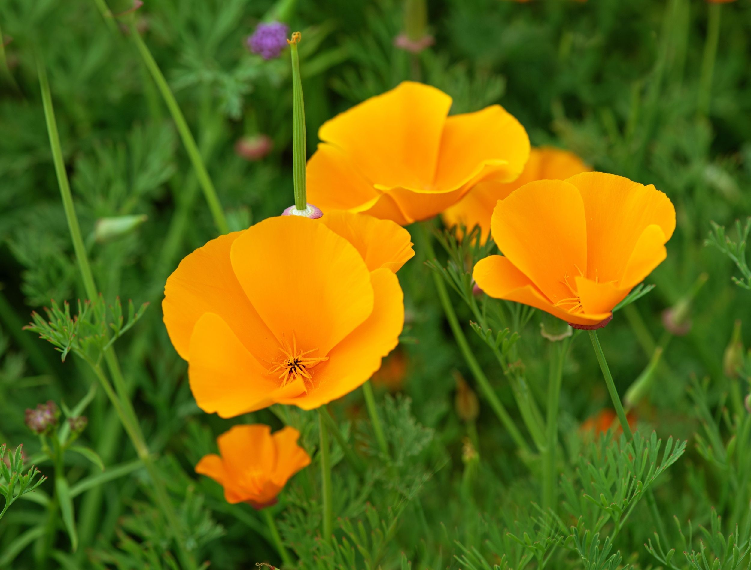 Golden California poppies