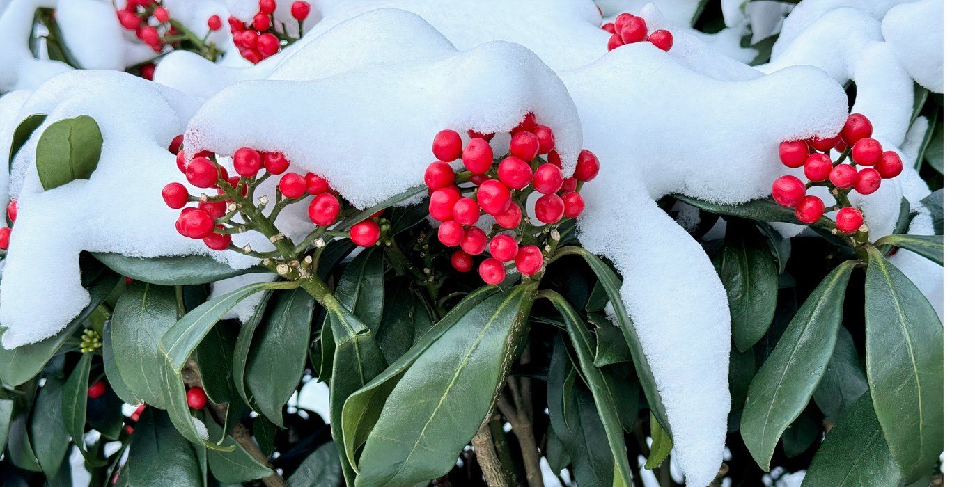 Skimmia Japonica Rubella – Beautiful Red Berries for Year-Round Appeal