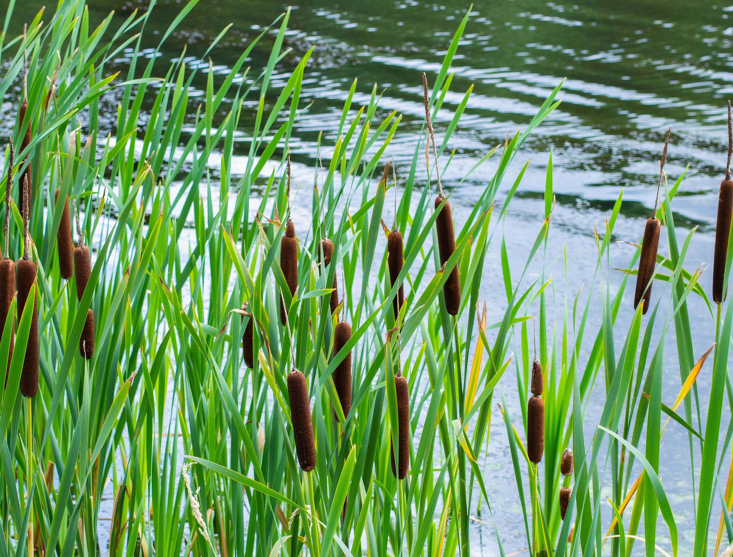 Gardening BackyardBoss