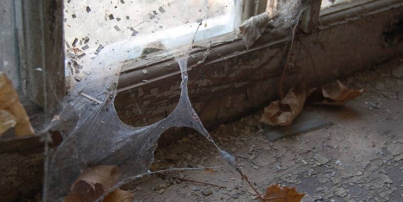 Small Cobweb Why and How House Spiders Spin Cobwebs