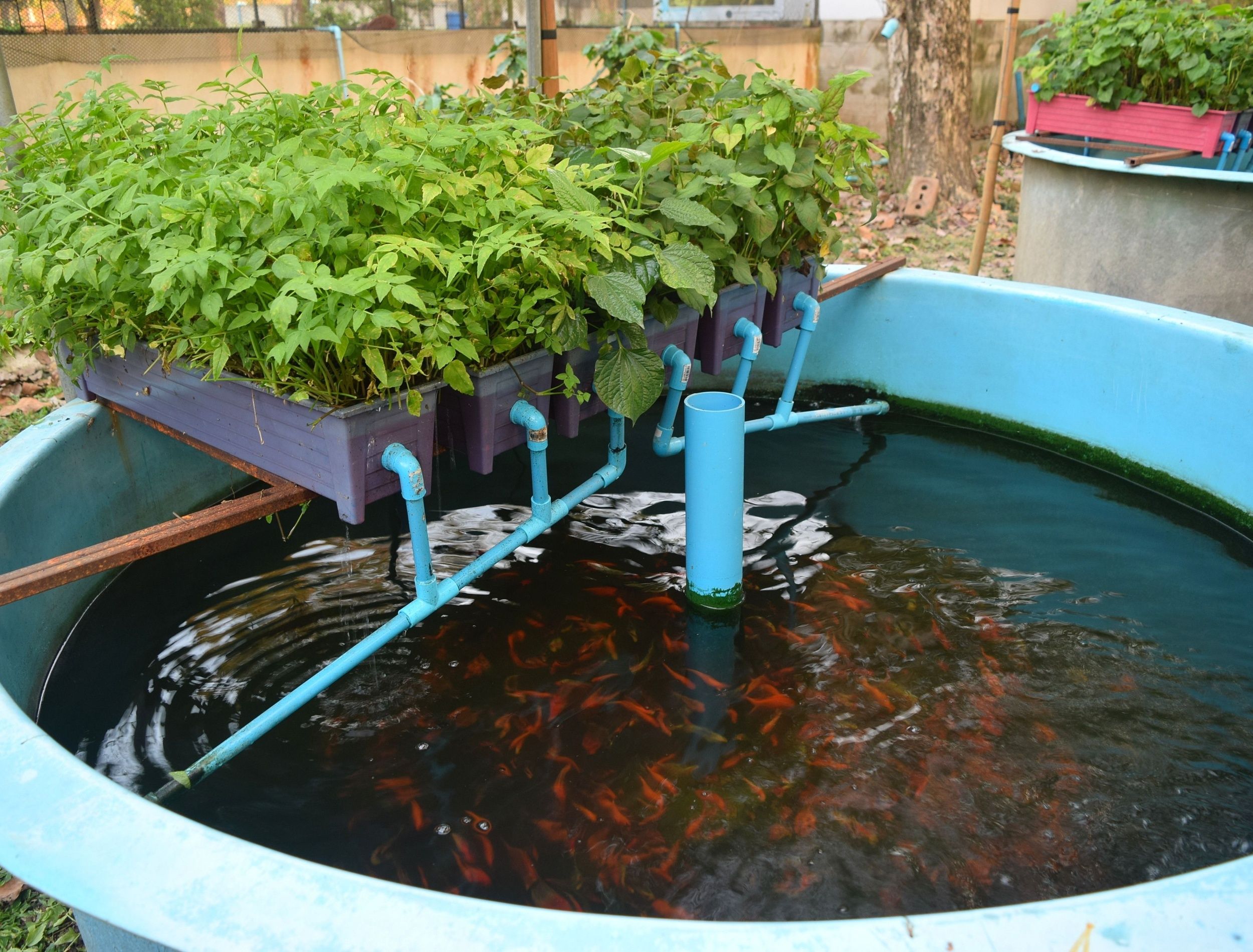 7+ Aquarium Hydroponic Gardening With Fish Aquaponics: Why You Should Consider Setting up an Aquaponics System
