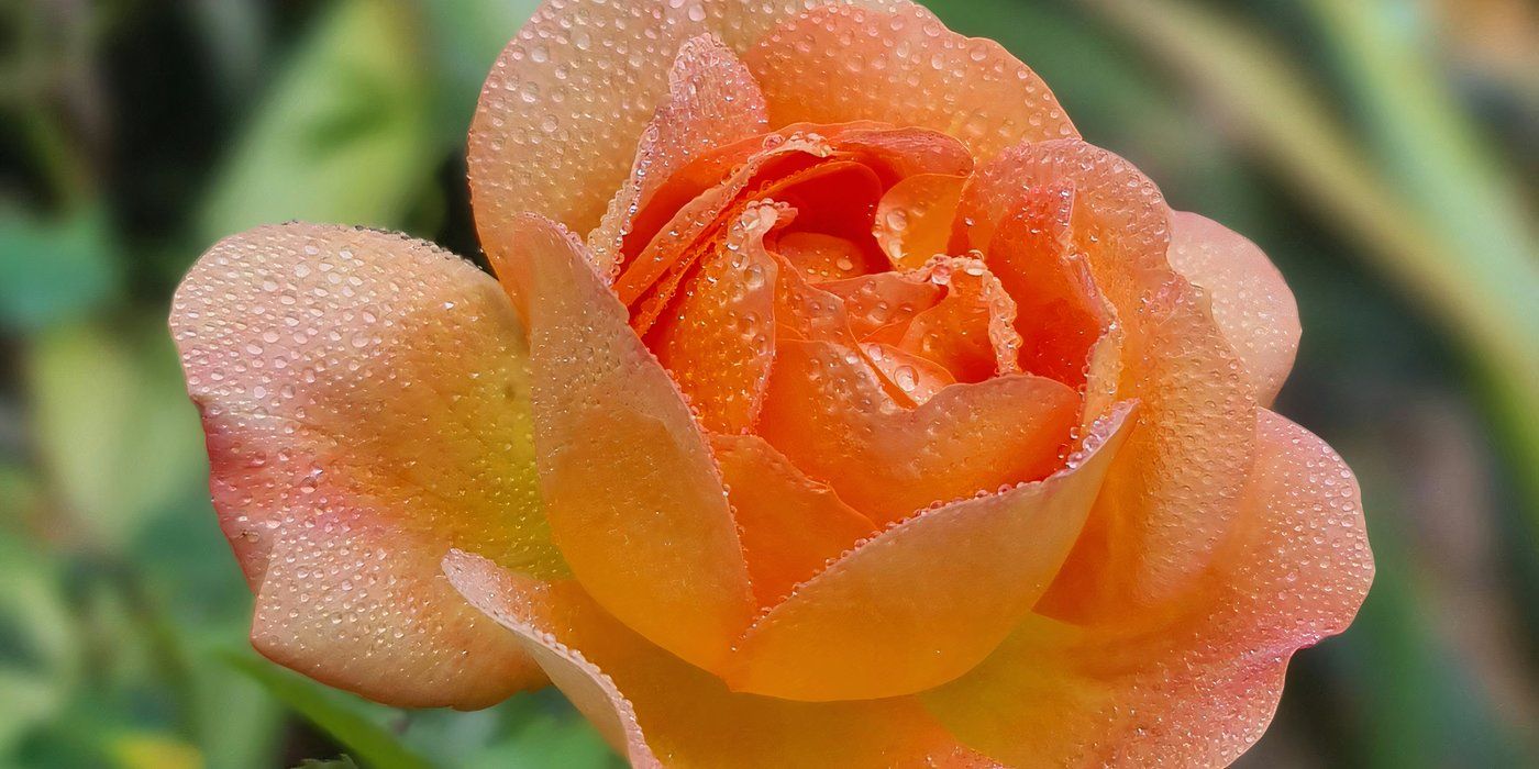 New Flowers for 2025: 5 Types of Roses