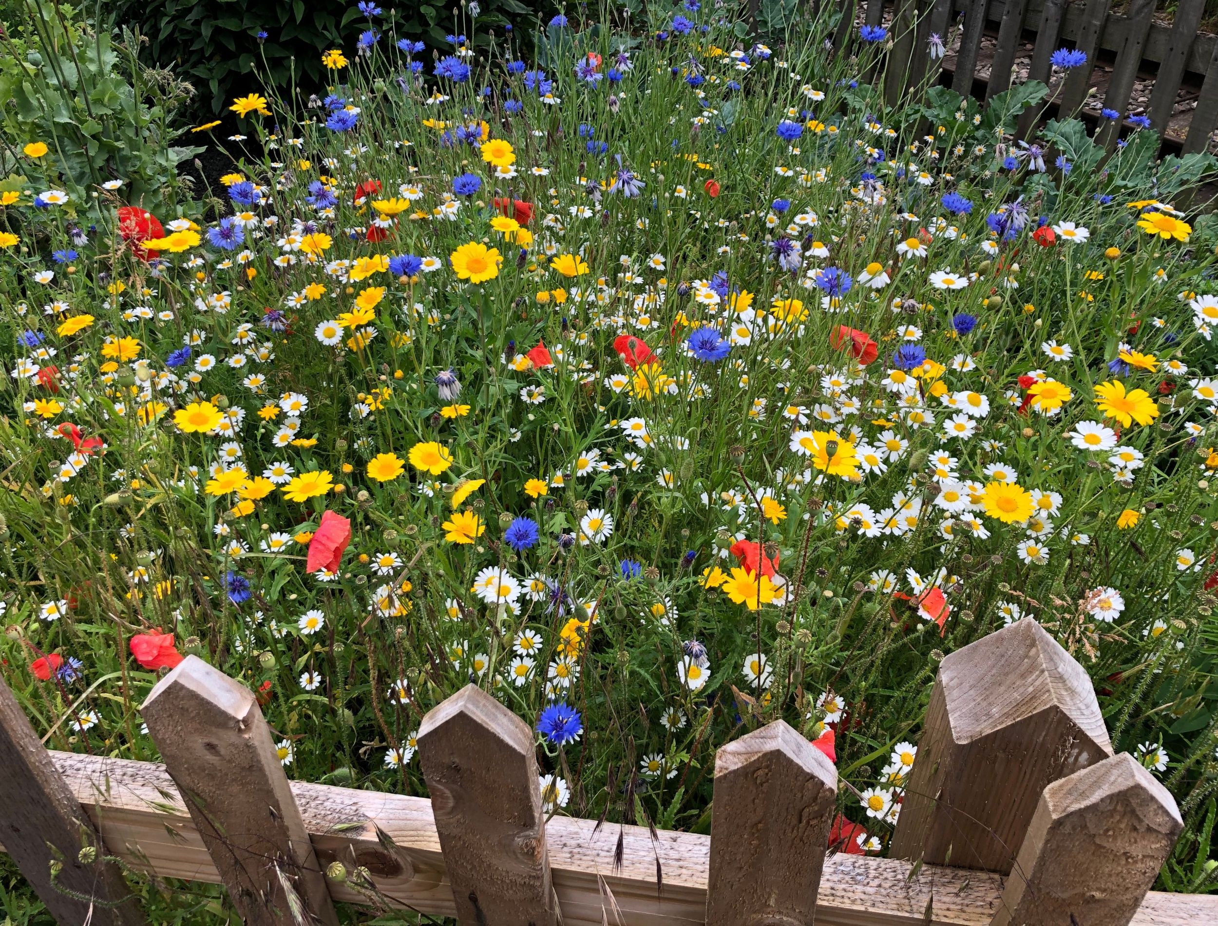 Transform Your Garden: A Wildflower Meadow That Thrives in the Shade