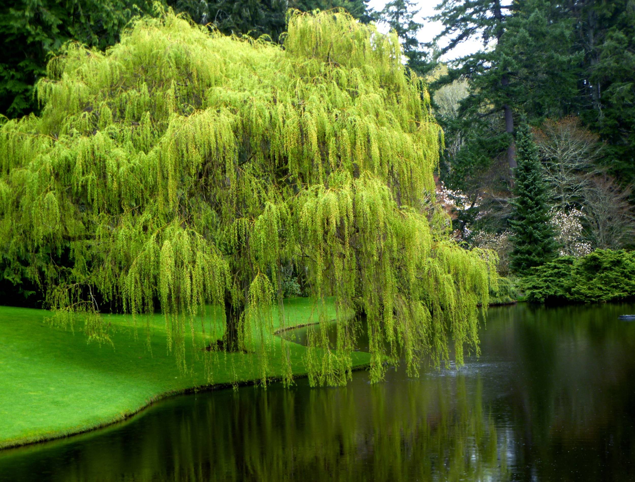 thumbnail image 2 of Weeping Willow Tree Cuttings - Beautiful Arching Canopy 2 of 11