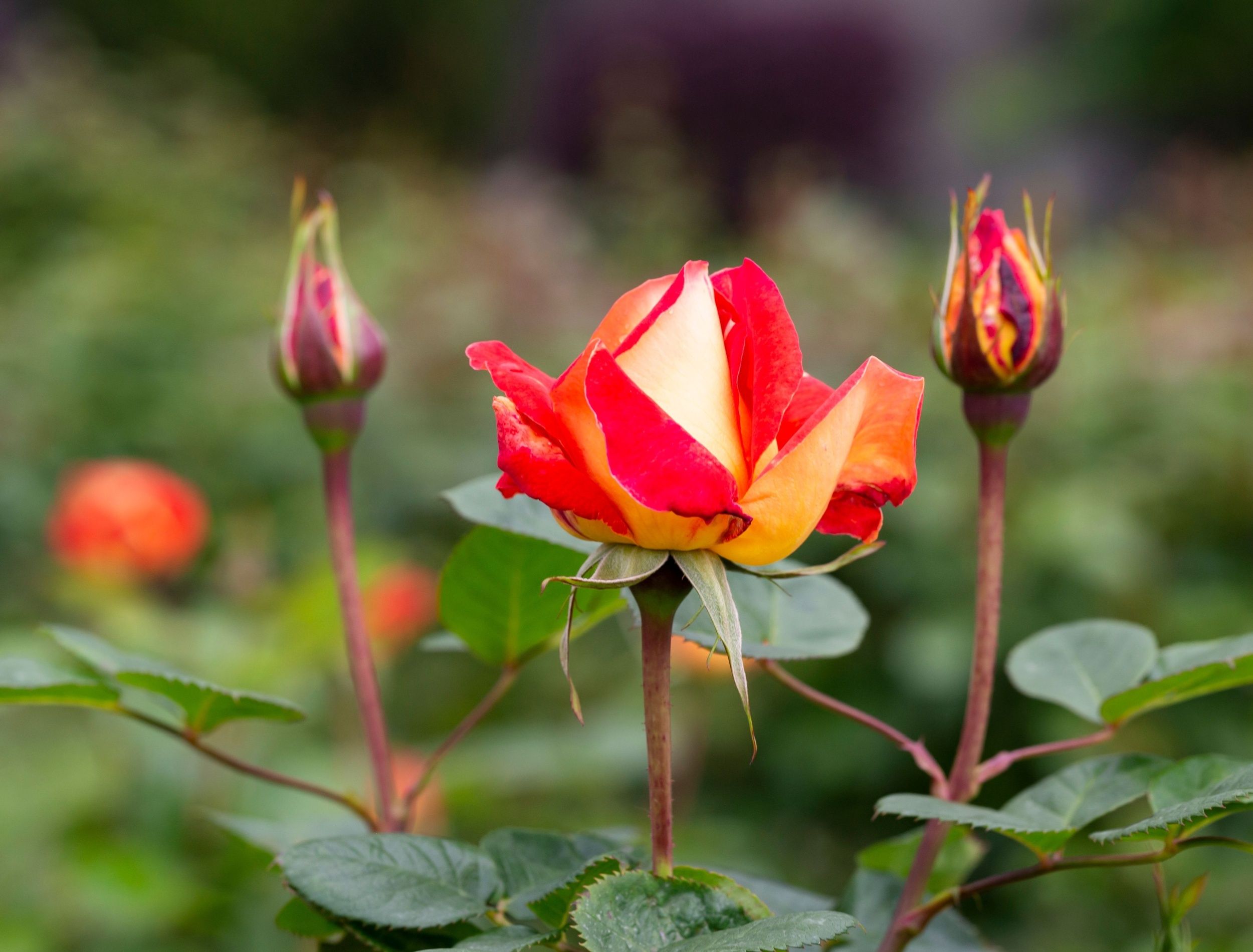 New Flowers for 2025: 5 Types of Roses