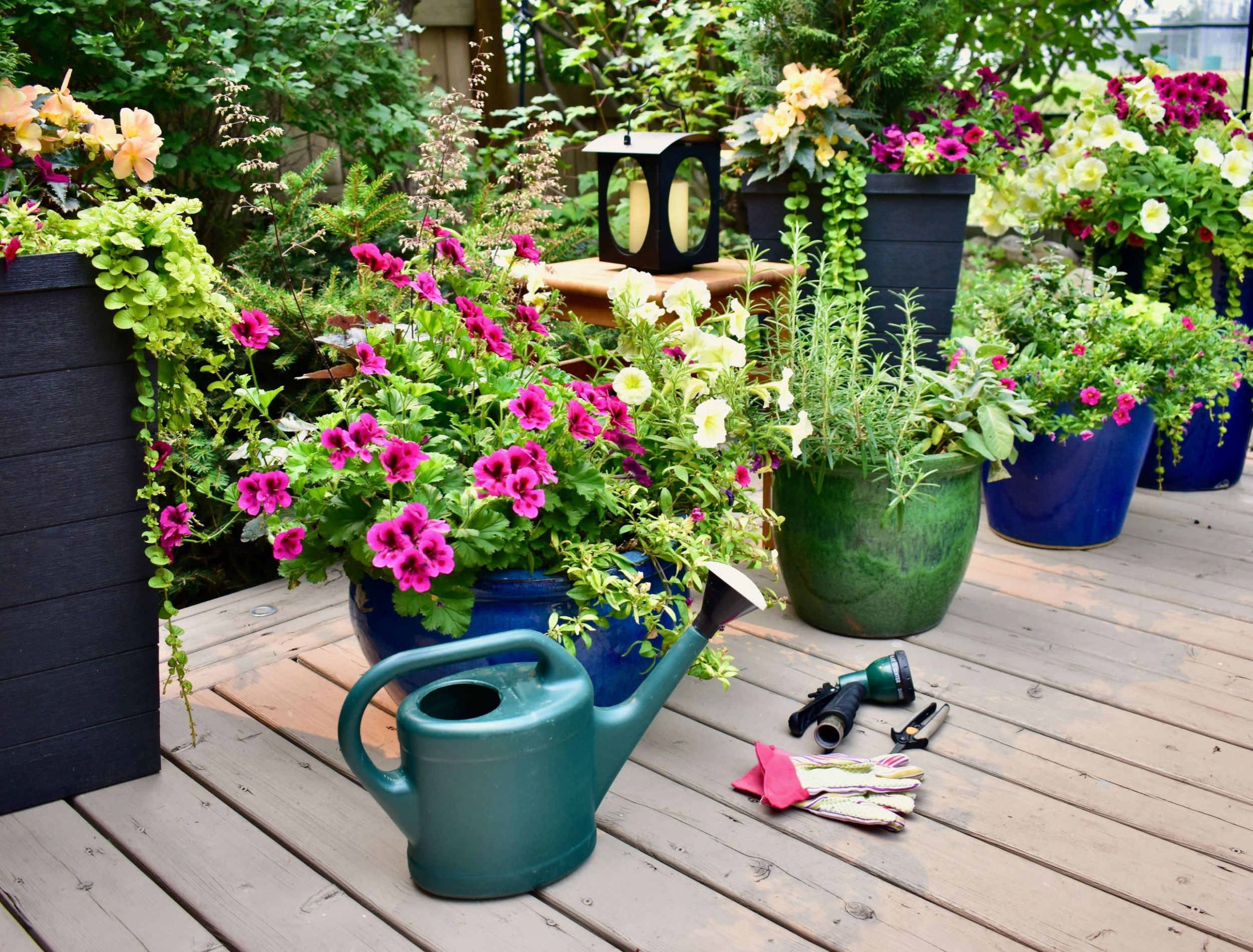Image showcasing Vibrant Plants to Enhance Your Patio Design