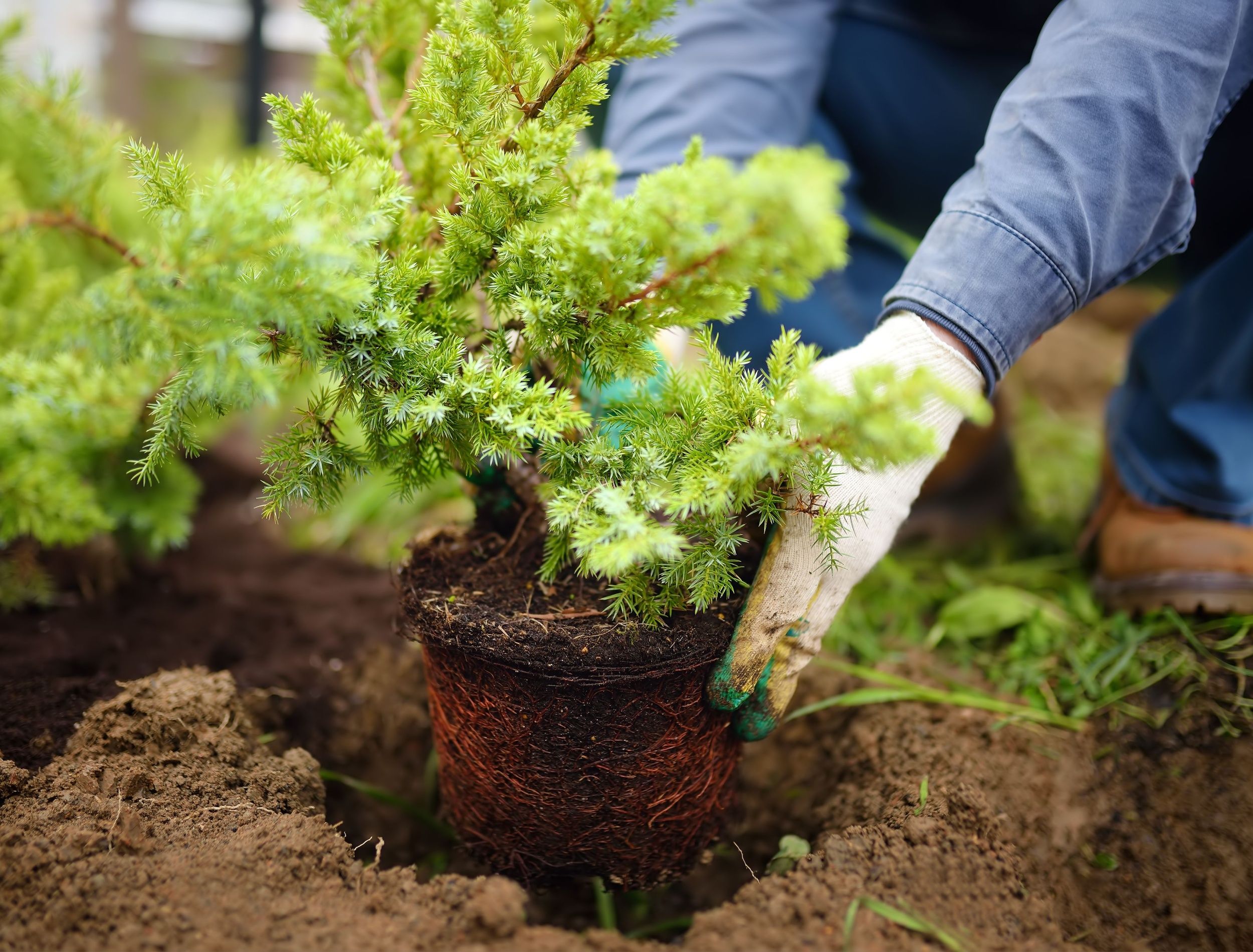 How to Grow and Care for Junipers in Your Garden