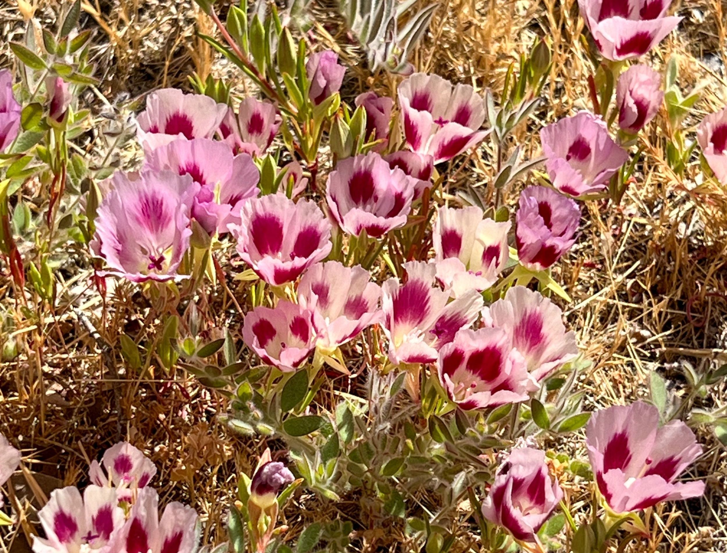 California Couple Faces Consequences for Damaging Rare Flower Habitat