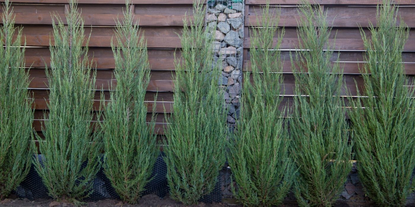 How to Grow and Care for Junipers in Your Garden