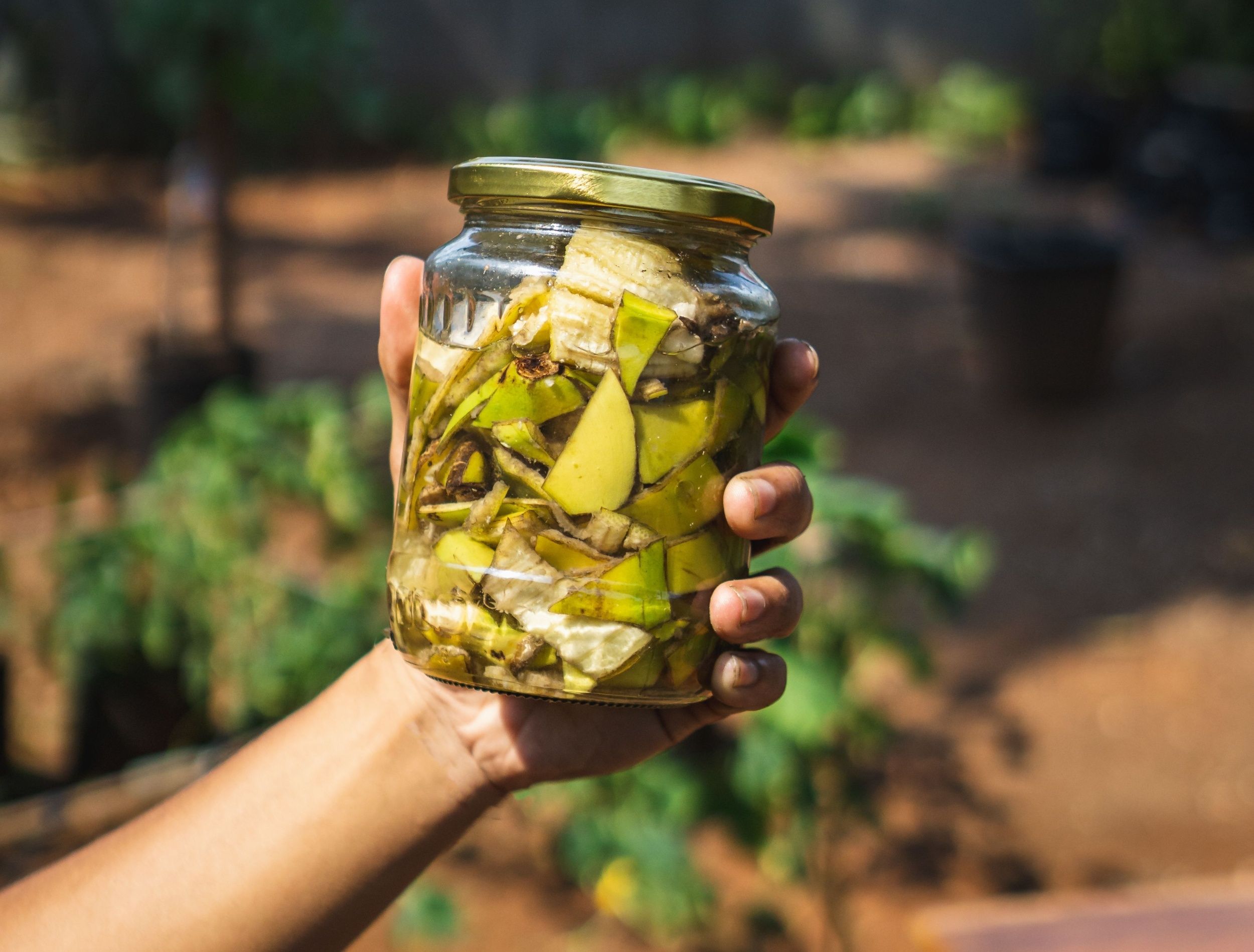 how-to-make-banana-peel-fertilizer-for-your-garden