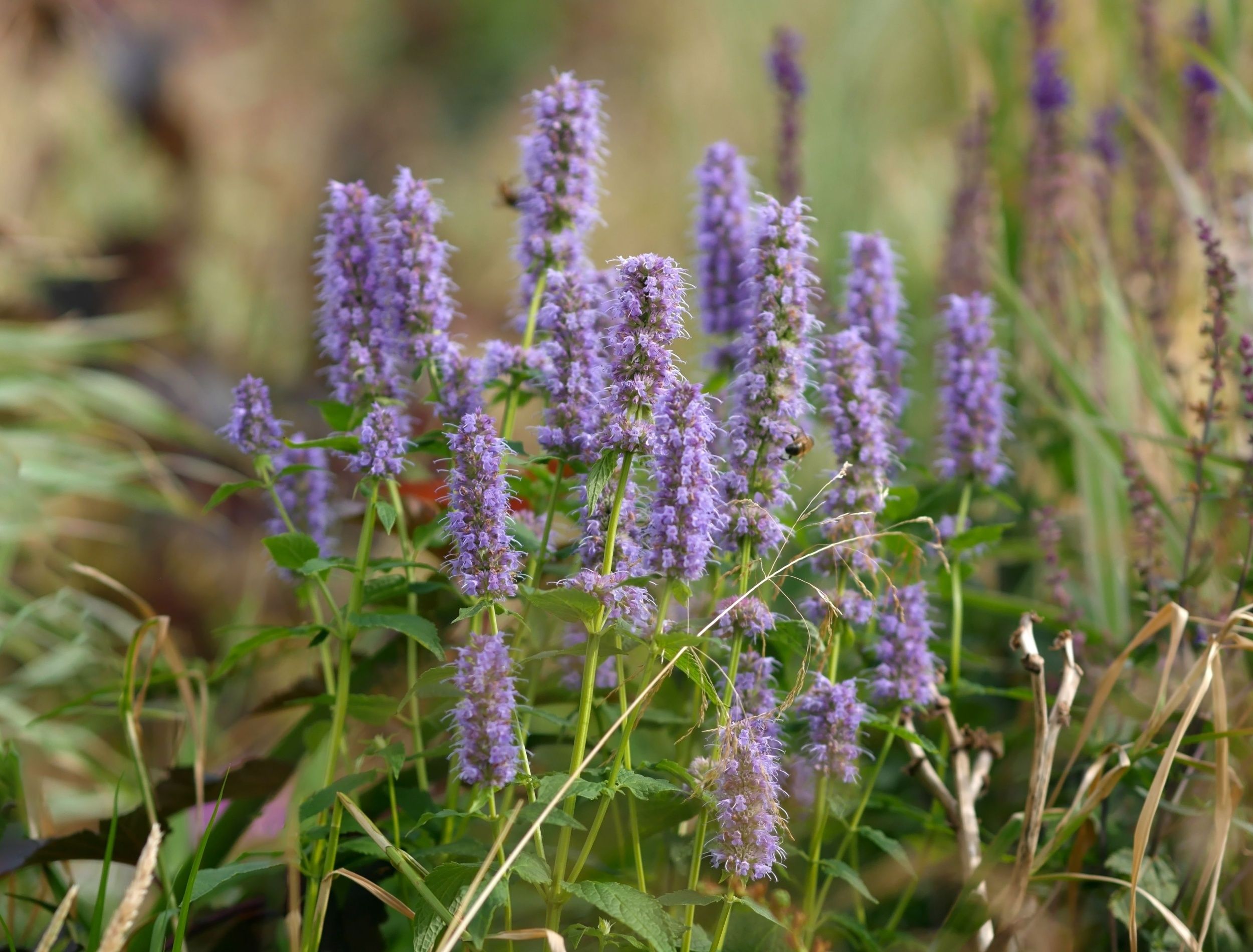 5-rapid-growing-perennials-that-transform-your-garden-in-no-time