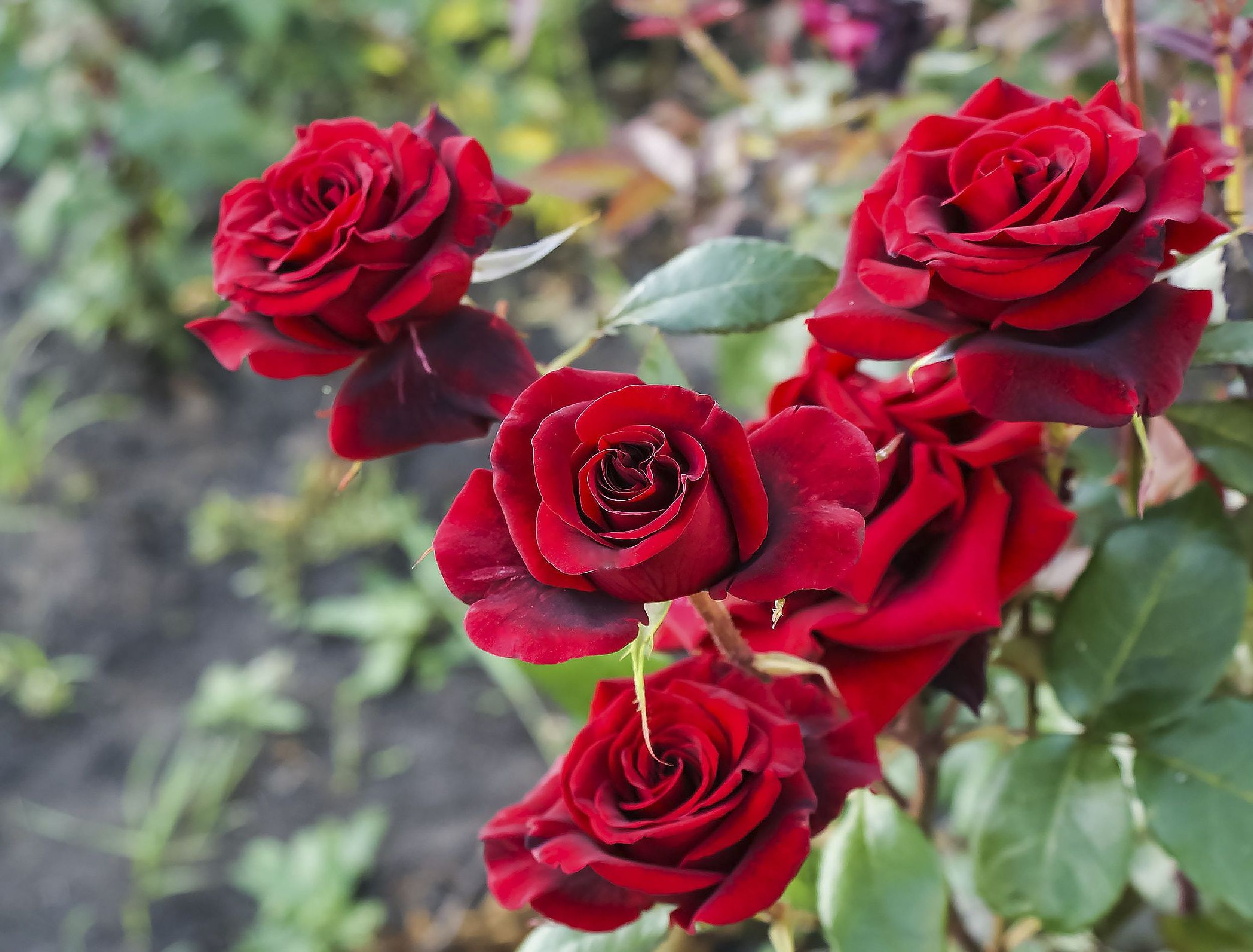 Are Your Hydrangeas Secretly Sabotaging Your Home? - 3hbsucu