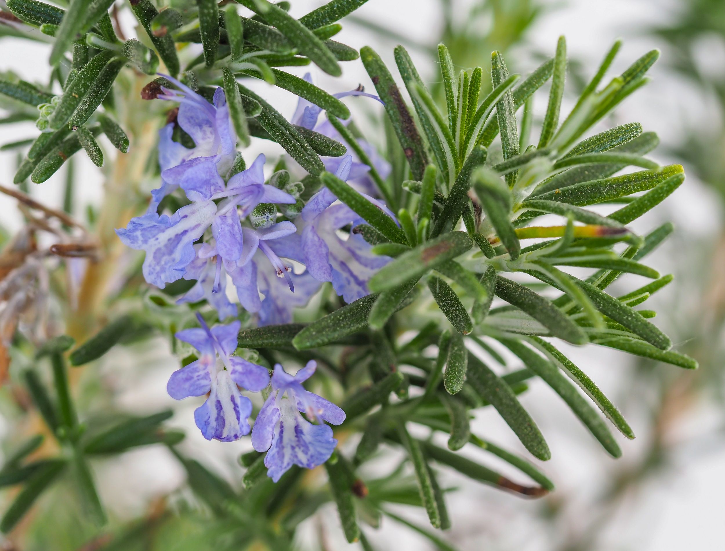 grow-these-winter-herbs