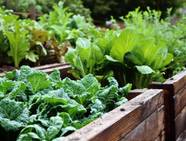 How To Effectively Side Dress Your Vegetable Plants