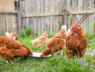 Backyard Chickens 101 Breeds Coops Feeding And Health Care Backyard Chickens 101 Breeds Coops Feeding And Health Care