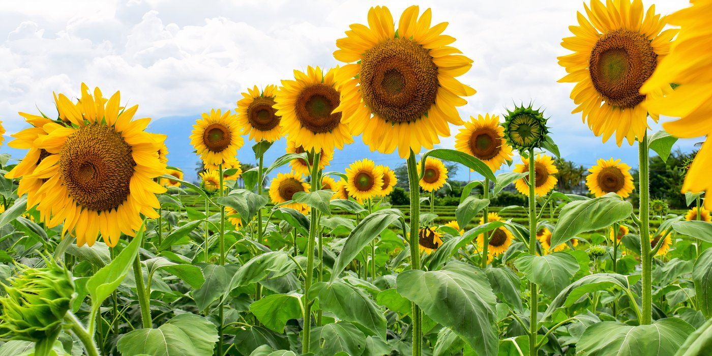 邦楽 Sunflower's Garden - Believe in tomorrow CDJapan : Believe In Tomorrow Sunflower's Garden CD Maxi