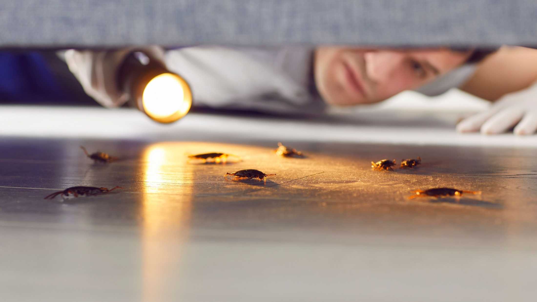 Garden Pests: How Close to an Infestation Are You?