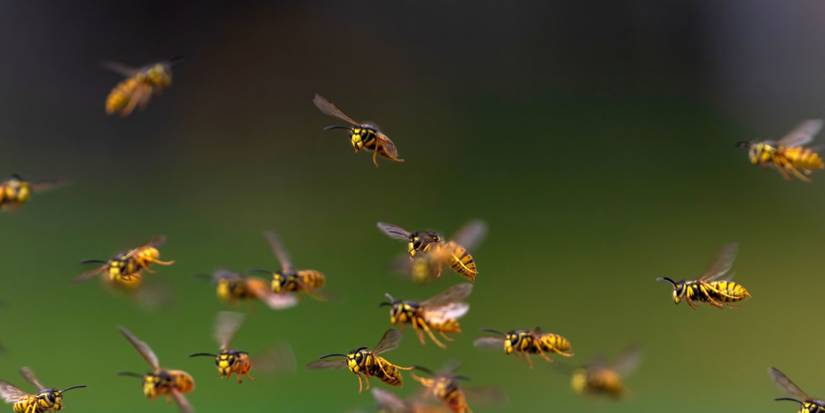 Swarming Invasive Insects How to Identify and Handle Swarming Insects in Your Backyard