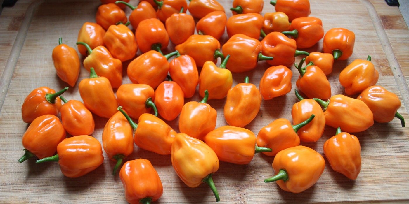 Habanero pepper harvest