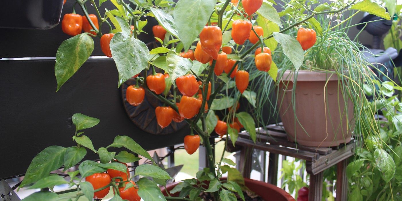 Habanero pepper plant growing in a pot