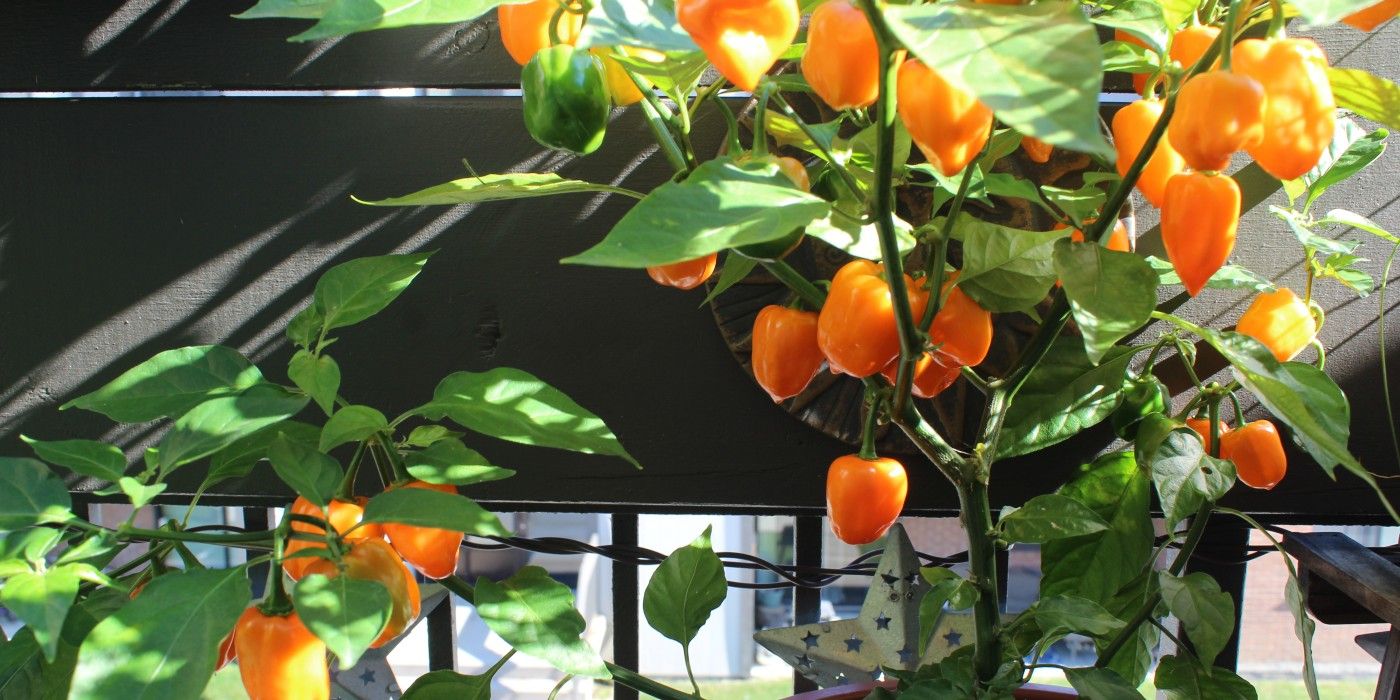 Habanero peppers ripening in sunlight