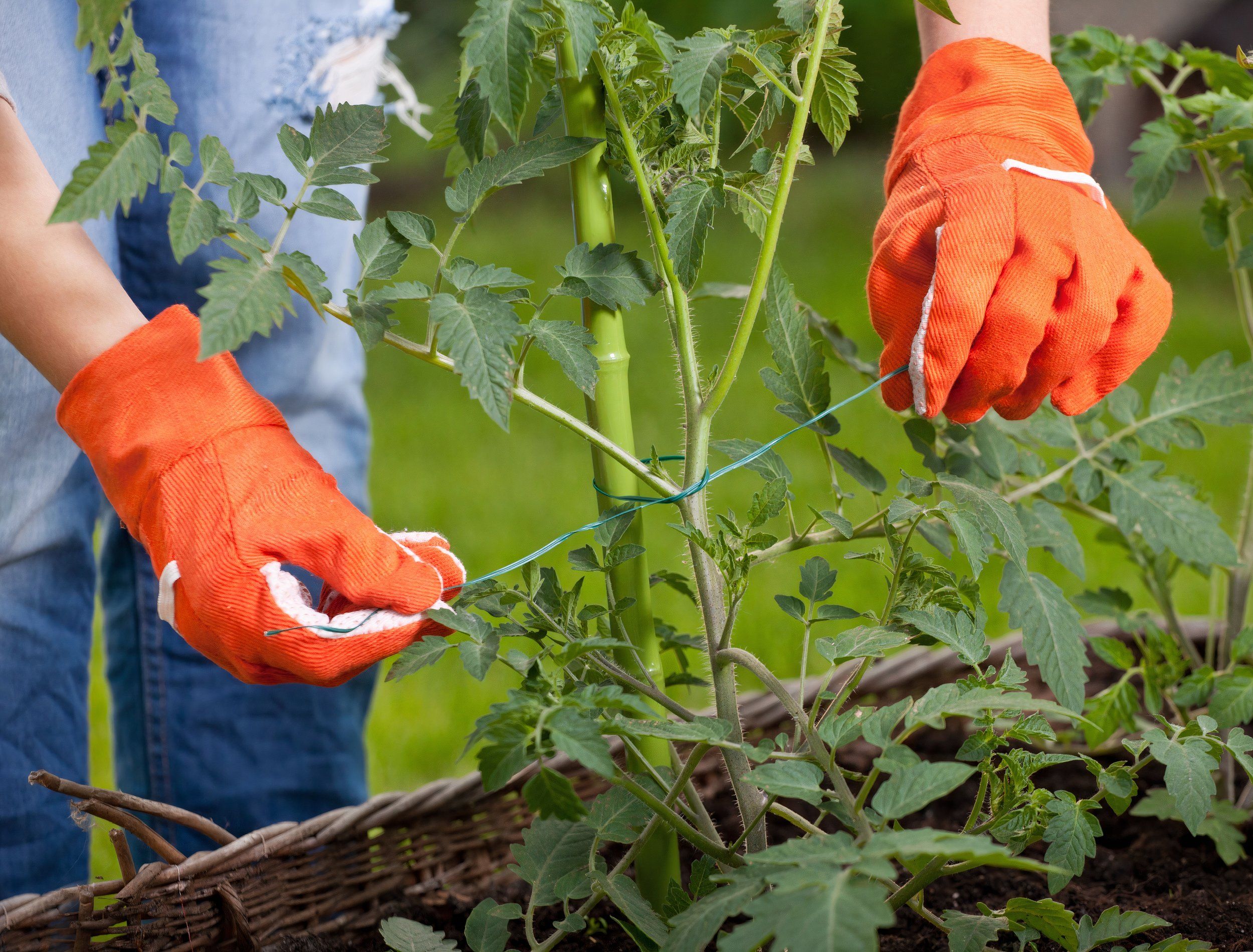 6 Must-Do June Tasks for Big Summer Harvests