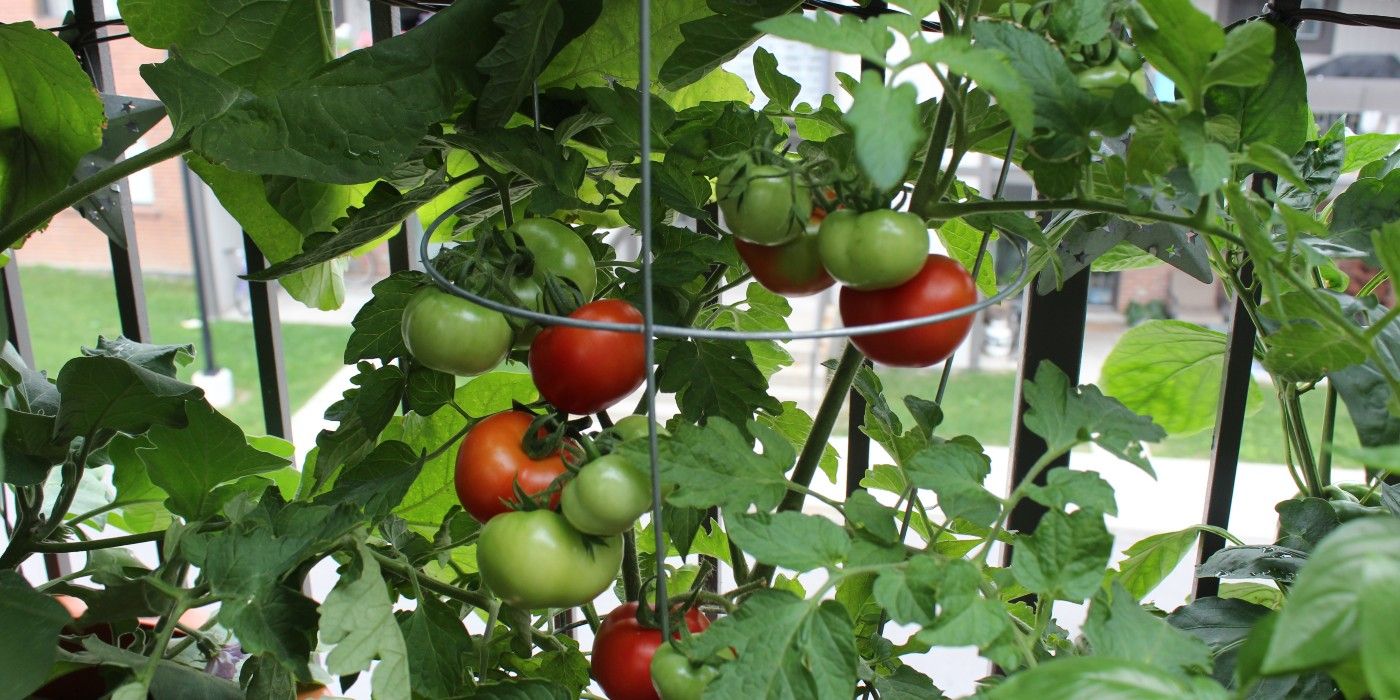 Tomato plant growing in a pot with tomato cage