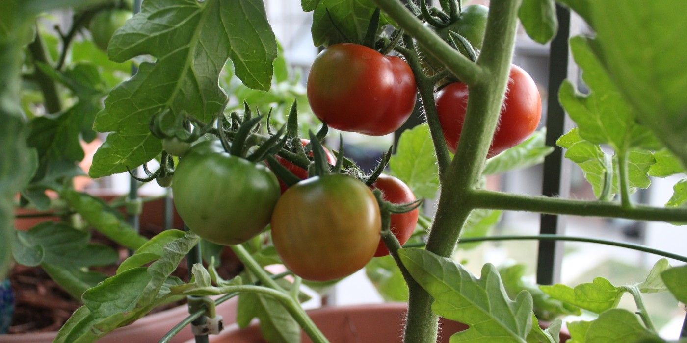 Determinate tomato plant