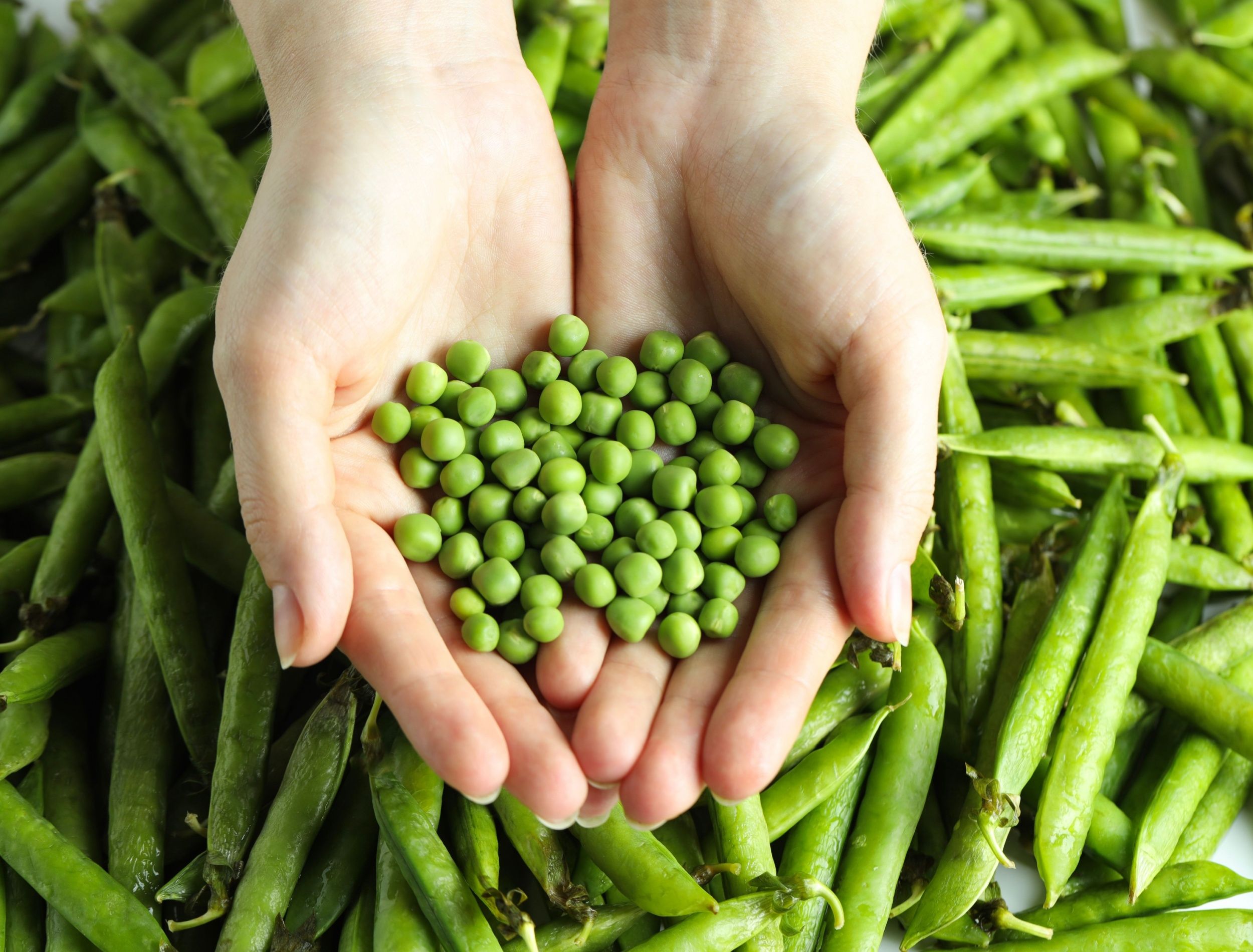 Pea Week: See the History of England's Pea Plants