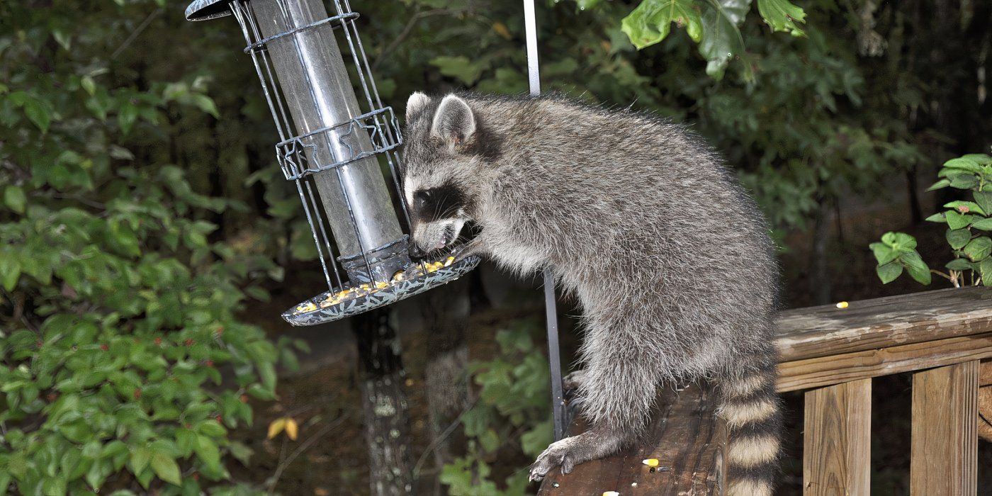 Can Raccoons Climb Bird Feeders? Surprising Facts Revealed!