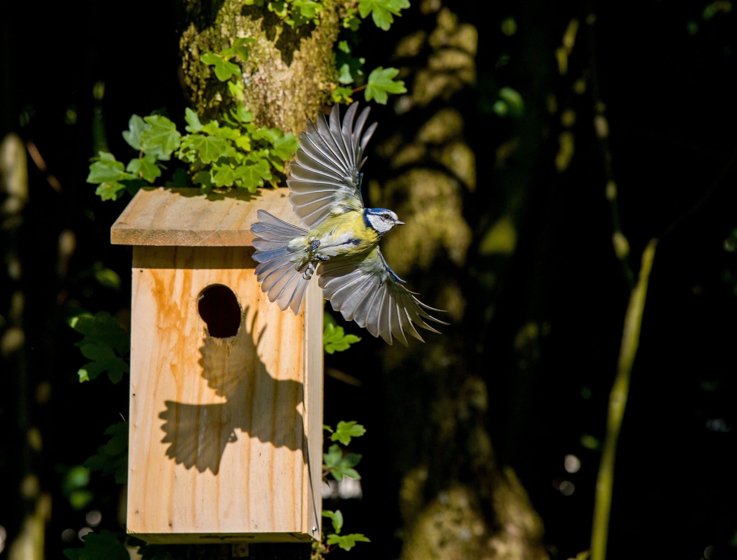 Noises to Scare Birds Away 