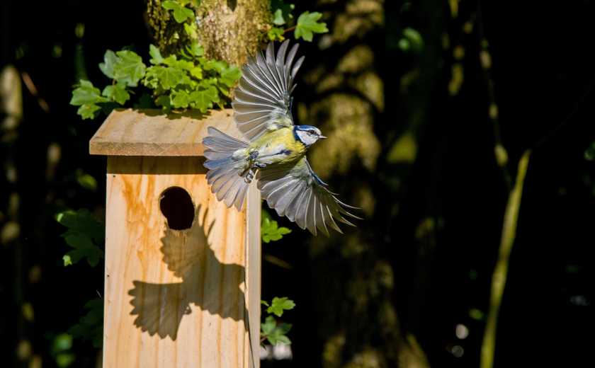 Noises to Scare Birds Away