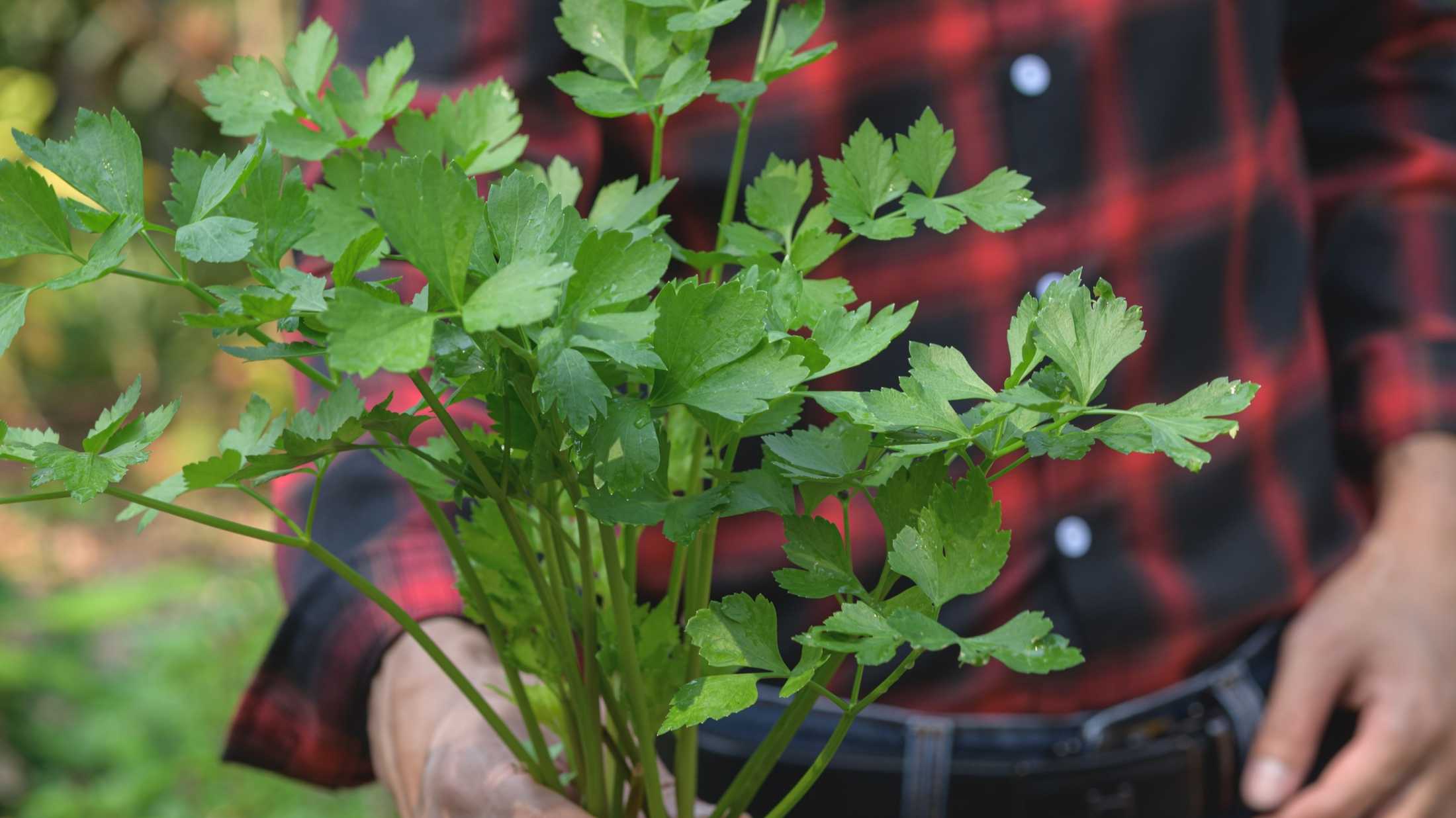 Forgin Cilantro Best Herbs and Spices to Grow for International Cuisine