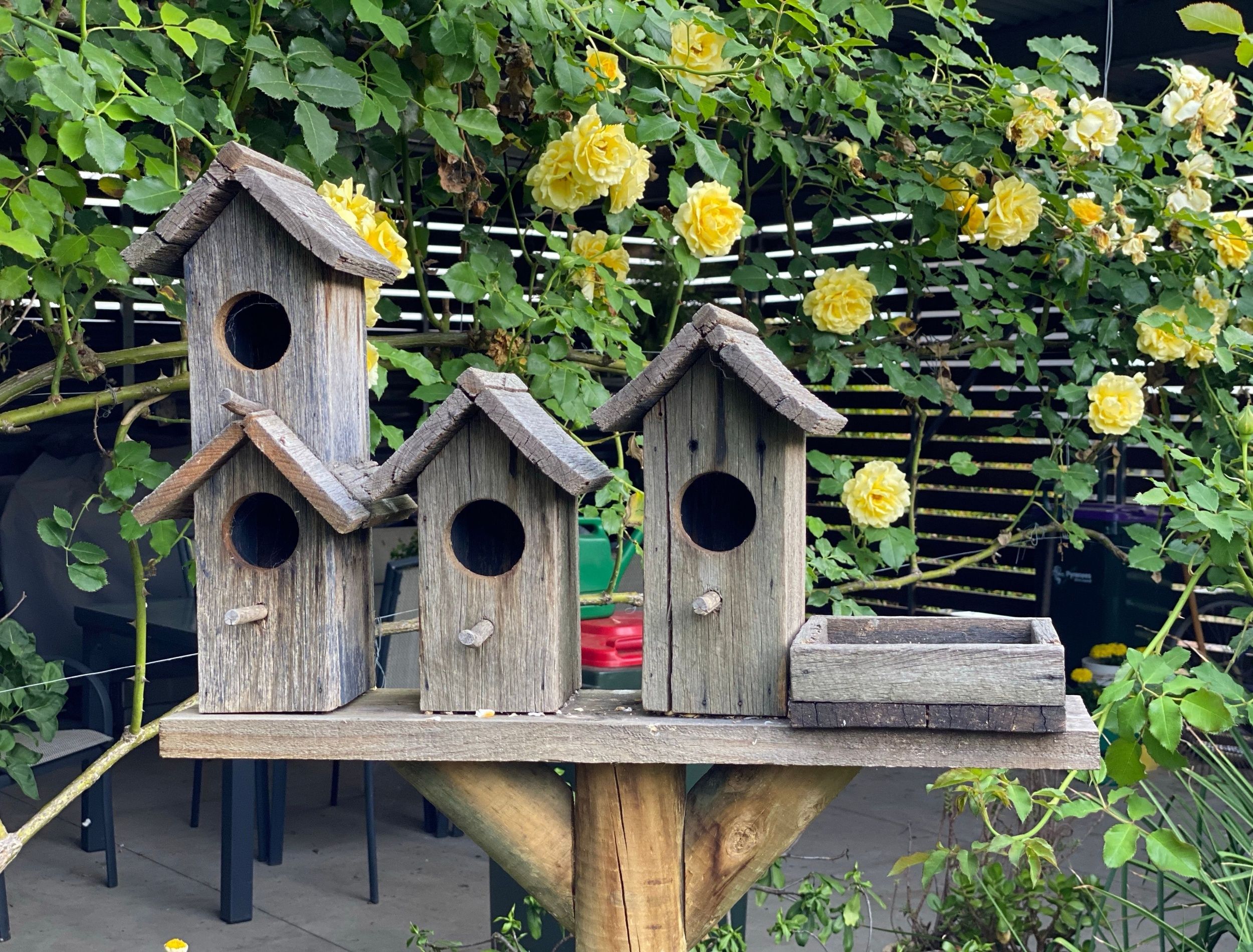 What Color Houses Attract Birds: Top Shades to Boost Bird Visits
