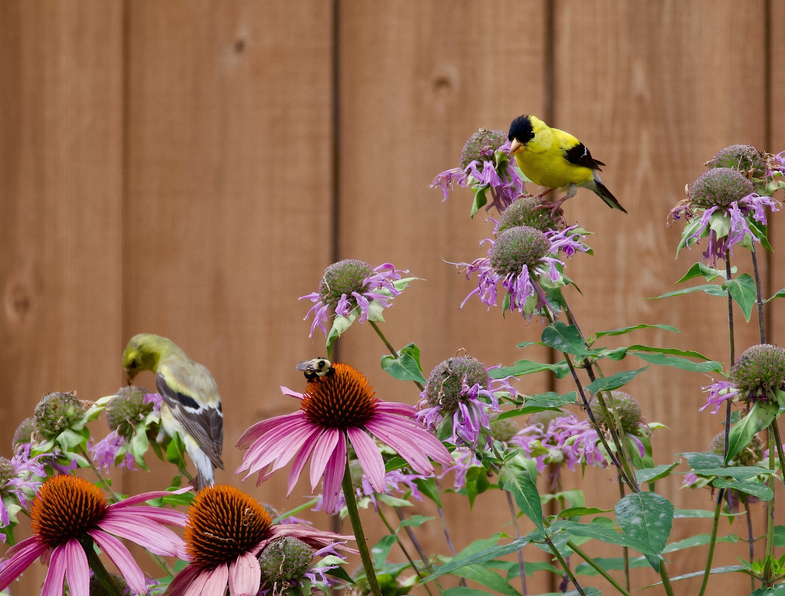 Why Do Birds And Bees Have Such Exotic Colors: Stunning Nature Secrets Revealed