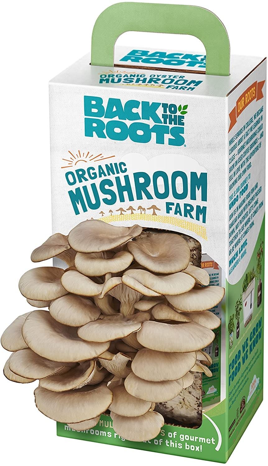 Back To The Roots Oyster Mushroom Growing Kit - $$title$$