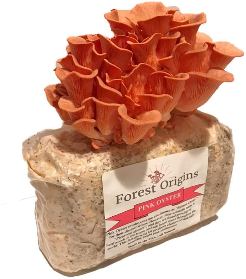 Pink Oyster Mushroom Growing Kit - $$title$$