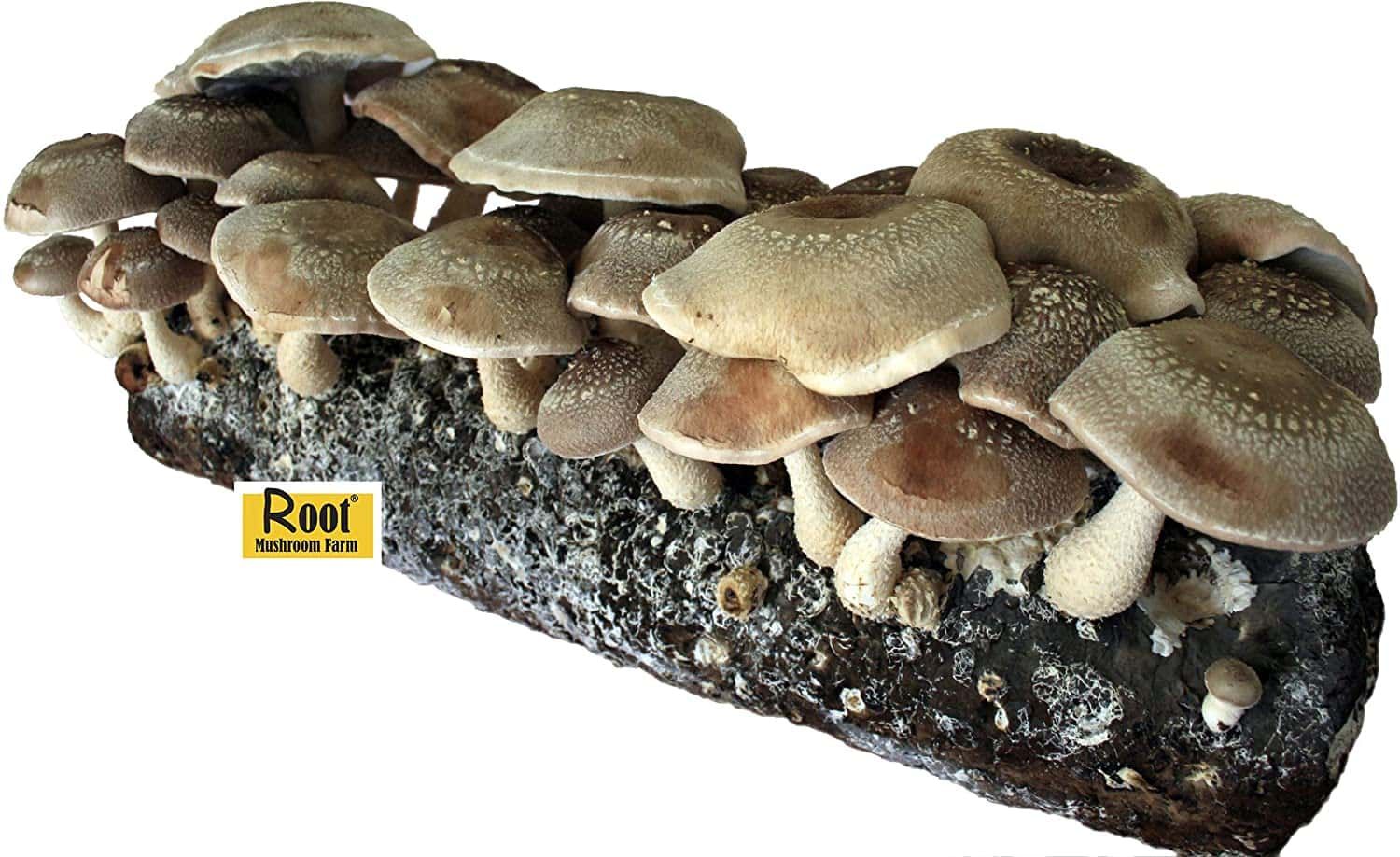 Root Mushroom Farm Shiitake Mushroom Growing Kit - $$title$$