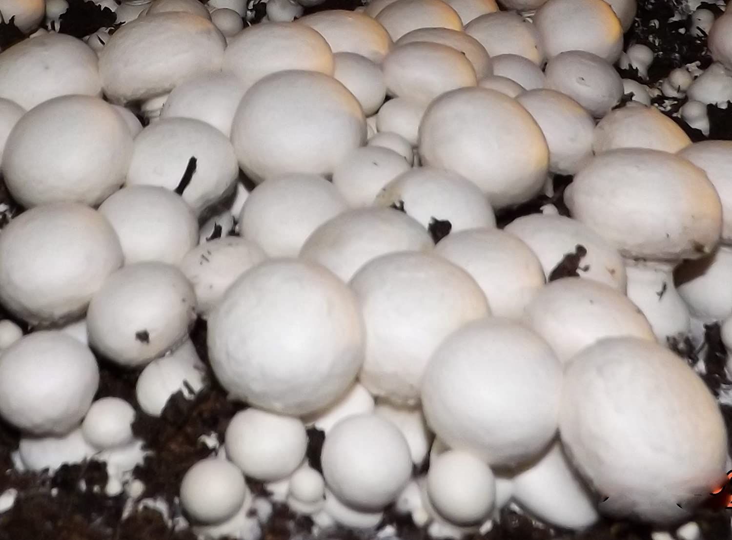 White Button Mushroom Growing Kit - $$title$$