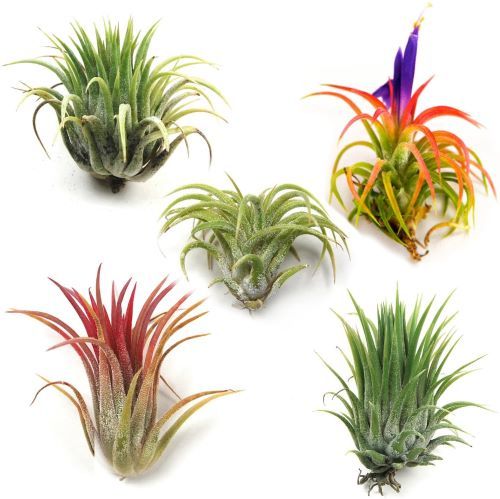 Ionantha Mexican - Set of 5 Air Plants
