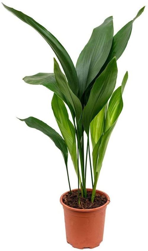 Cast Iron Plant - Aspidistra Elatior in 6-inch Growpot