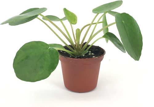 Pilea peperomioides - Chinese Money Plant in 2-inch pot