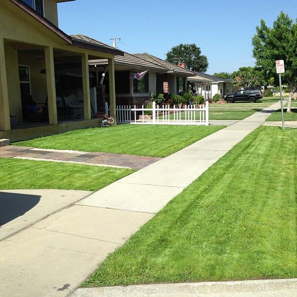 a suburban lawn that has been mowed and edged