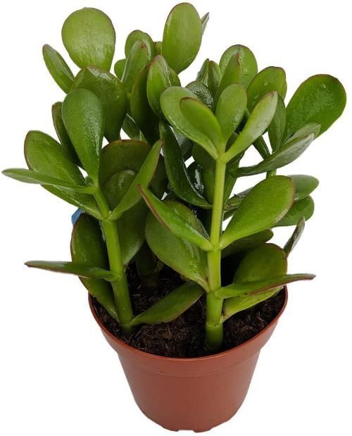 Sunset Jade Plant - Crassula in 4-inch Growpot