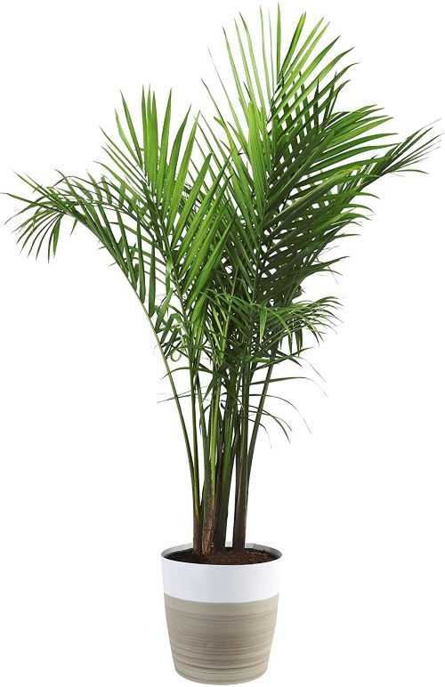 Costa Farms Majesty Palm Tree, 3 to 4 Feet Tall