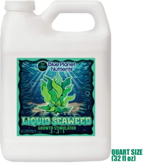 Buy Liquid Seaweed at Amazon