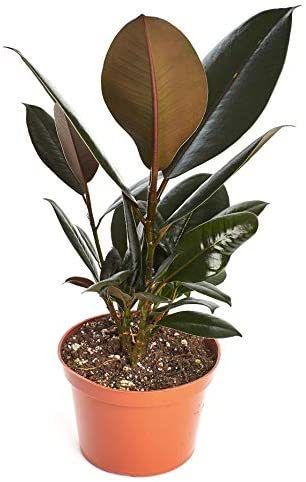 Rubber Plant from Shop Succulents on Amazon