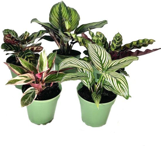 Buy Indoor Houseplant Collection on Amazon