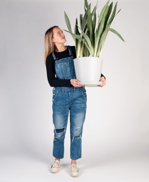 Girl Holding a Sansevieria Sayuri Plant